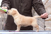 1e736103dd366a6b045399bc84193c96_194