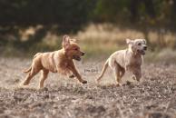 1e95c282ae682c888749b553ecc78a1e_194