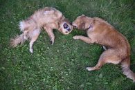 1eb9e284e0d5e8cbbd0499cb02fda44d_195