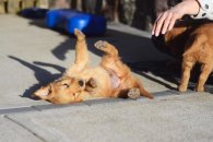 1eed1b90ffa29360ae7a9d25c5af705e_195x130_fill