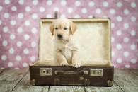 1f639e6082e45ebe3cecdb6c2a3fd5d5_195x130_fill