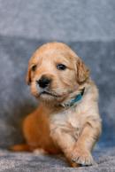 1f8863309e7b5cf196ce87b67139dbb1_130x194