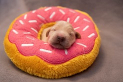 20fdc609fd2bd72e761db4e0f93fa91b_246