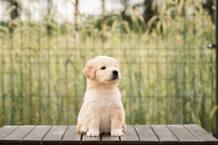 21d11839a42171e839b846732e9a8c1a_246