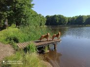 2225fbcfc59d2a34155160b9ec33b1a7_184x138_fill