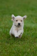 23ad8b0c35777c0bbc81f4c164a4612a_130x195_fill