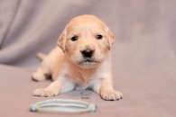 23ae690e9d8e287e81f69b2126367026_195x130_fill