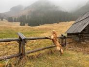 23db9a9b09a9beb11ab2dc96ba55cf9a_184x138_fill