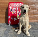 2566744213243a3c51ce9abeb9a6b62f_161