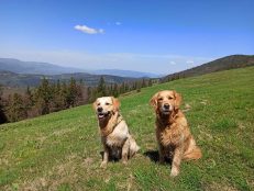 25a740f18147642da2c4d463f596b9ca_231