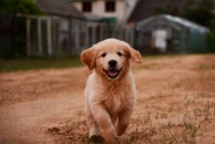 25e03a4f222ddd7260e3667773a2203e_194