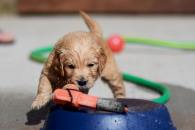 25f8d0e6906429fcd6f7ee74a95fa87b_195