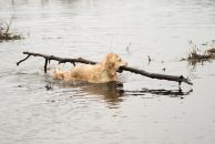 26a10763ad9273193e2a02528192b0c4_194