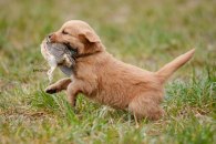 27242988f9a4dc55b09cd3441a33cf07_195x130_fill