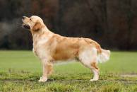 2733030afb24c20456463bf37abd7dd9_194