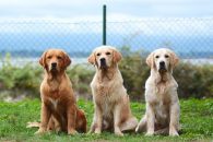 2750fa66f5acb859361c1926f87d64f6_195x130_fill