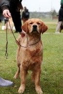 276a566ae0d59996f144f4e6d0a3825d_130x194