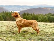 27d537bb6e9157d7fa31414f2d824782_184