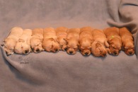 2810ac5804c27c44a525082d44fc1a26_195x130_fill