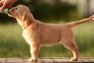 293524399f4dc1771251a3c7d9b6a261_195x130_fill