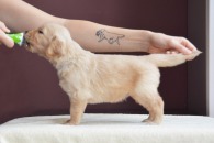 295d57f5e7dd2ac62bdaaee066401728_195