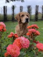 29c24596b226d6535573bcfd658a5bb1_138x184_fill