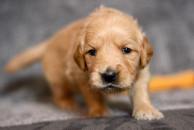 29e67834d1329b51065e2c822dce14ce_194