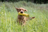 2babf82cc97c67960867cd37c3c382f4_195