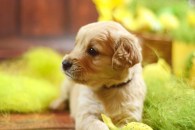 2c119aac515974ac26068d98b3812de5_195x130_fill