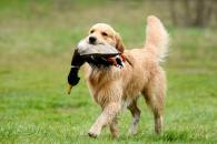 2c2f6b88fc42e0cce05fbb057d771453_195