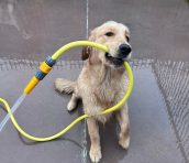 2c97cfc97cd23eb14b5796ae9424fa0c_172