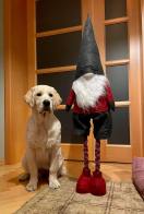 2c9e524e6f6e96fbae92bc0e11090eb5_132x196