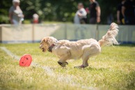 2ce84d8a64f557ee211f83a85c9cbd1a_194