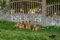 2cf897dd6e56b48af2d3451899f92fb7_194