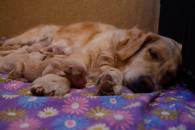 2d159e1b01889f3b9f6bc9dae46757fa_195x130_fill