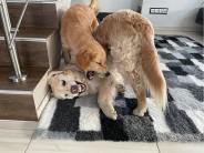 2da9a14171cb35ebe9d8748026f46cbb_184