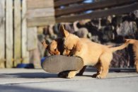 2f7fc2bca71c3ed47c6f6847cc6af4f8_195x130_fill