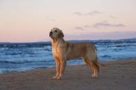 3044208f625c6029993e90f08dd21b52_195