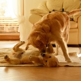 304885afaba9cb332c65a27965452c3a_160x160_fill