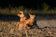 309de32b64fd28b1afc78aa01b3e355b_195