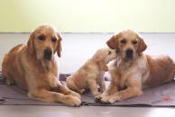 30b606e4c2361eb59d072985ab83fba2_194