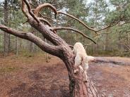 30ba07ba24150e7e6b97a4311a151260_184x138_fill