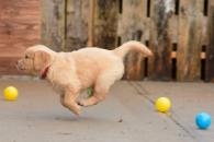 30fe99abaf6c94ef4a13521956522fde_195