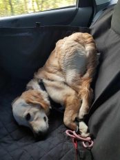 311e179097fb74ef6e93eecdeaf1e458_174x232_fill