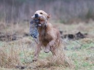 314ce1a5376ab79977f1e4e1e794ca85_184x138_fill