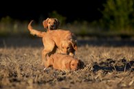 318d601f0b29ecefd5dce66d63f28bd8_195