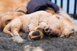 31997728f71f0e4a1c119bfef092bc05_246