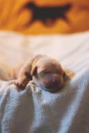 3210f5d7cacdd2c4f48739b6e5c5621f_130x194