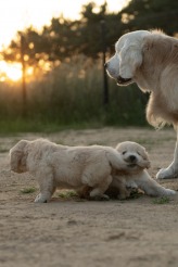 3221e91c7eb0275ecc47ce0b8ef646d9_164x246