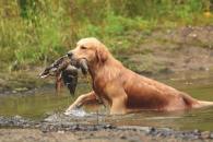 32a6e0de520ab00810ca00e17b2f65b7_195x130_fill